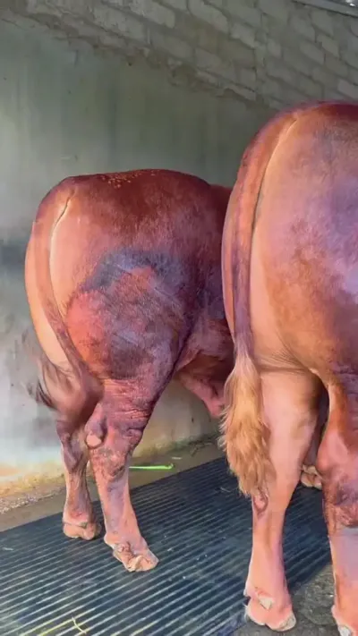 ţ������Ǽ����߷ʿ���������������ǰ���������#����ţ #��������С��ţ #������ţ����ţ��ֳ #��ţ��