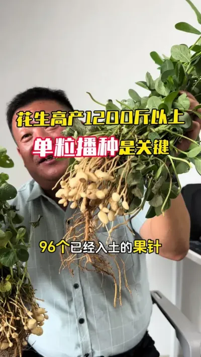 ������Ҫ�߲�1200���������������ֺ�����ֲ��Ҫ��#����ݪֲ #�������� #�����߲� #�����߲�ݪֲ #ë��������߲�����