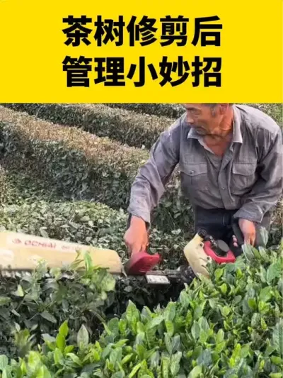 �����޼������С����#���� #����ݪֲ #����ݪֲ���������