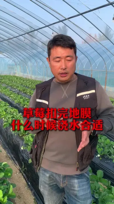 Ĥʲôʱ佽ˮ#ݮݪֲ #ݮ #ݮݪֲ #ũҵ֪ʶũ #ũ