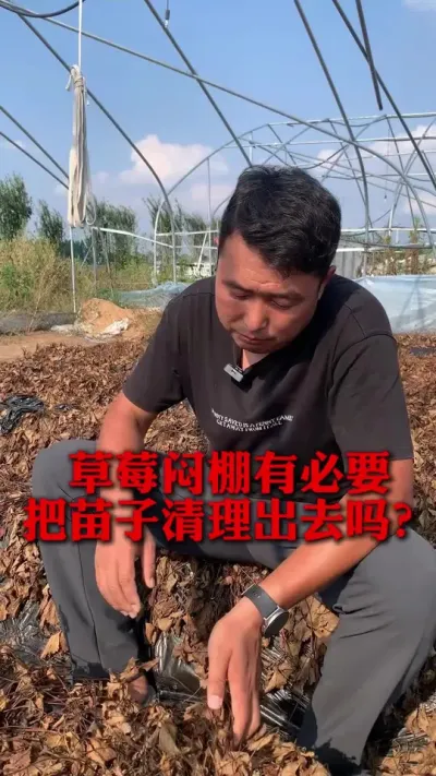 ��ݮ��������Ҫ������ȥ��#��ݮݪֲ #��ݮ���� #��ݮݪֲ���� #��ũ������ #����ũҵ֪ʶ��ũ����������