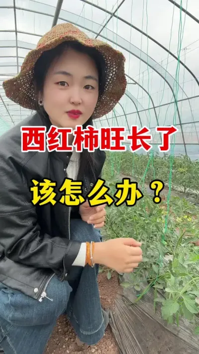 西红柿旺长了怎么办？#西红柿种植 #西红柿种植技术