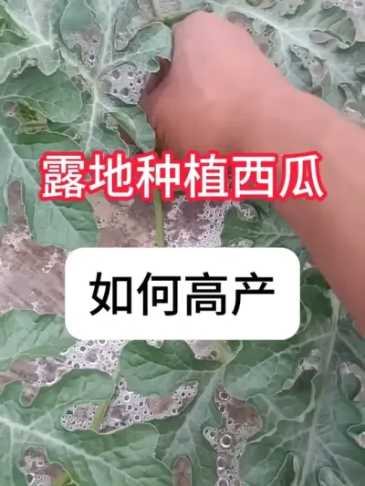 ¶ݪֲ߲ ¶ݪֲϹƻ#ũ֧ũ #ݪֲ #ղӲԭ #ũݪֲ #