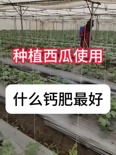 ���������ָƷ������Ʒʵ����� #ũҵݪֲ #���� #��ũ #�������� #������ũ