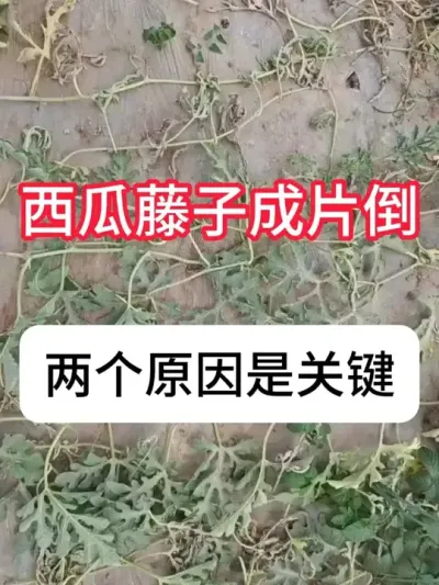 �����ٳ�Ƭ��ʲôԵ��ԭ�������ϵ���Ե��ԭ�� #����ݪֲ #��ũ #ũҵݪֲ #���溦���� #������ũ