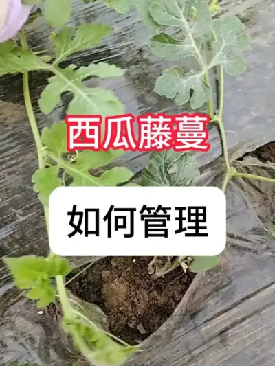 ������������������ �������������ƻ�#��ũ #ũҵݪֲ #���� #�� #����ݪֲ