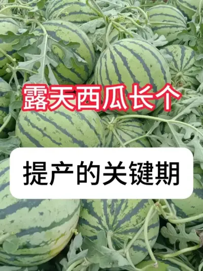 ¶��������ô��߲�������������Ҫ�� #����ݪֲ #��ũ#��������#��ũ�� #������ũ