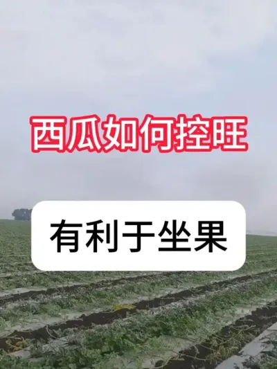 Ӧʲôʱ Ͽƻ#ũ #ũ # #ݪֲ #