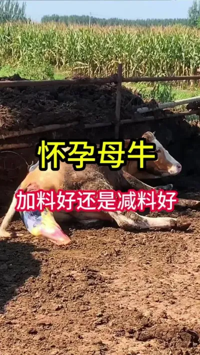 ����ĸţ���Ϻ��վɼ��Ϻ�#ĸţ #����ĸţ #������������ĸţ