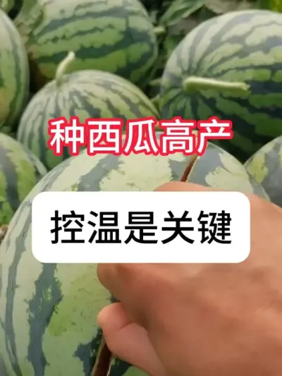 �����ֳ����ʸ߲������� �����ϸ߲�������Ҫ��#������ũ֧����ũ #���� #����ݪֲ #ũҵݪֲ #�¶�