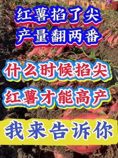 #����ݪֲ  #�����߲�ݪֲ  #�����߲�  #����ݪֲ֪ʶ