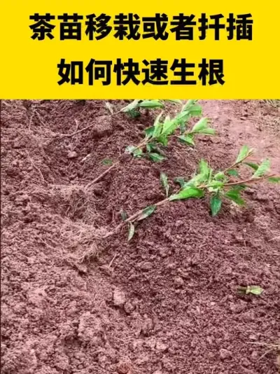 �������Ի���Ǥ��������������#���� #����ݪֲ