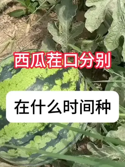 ����һ�����ּ�������ô�������ϲ�� #����ݪֲ #�������� #ũ���ƹ� #��ũ