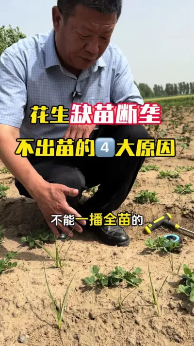 花生出苗不齐缺苗断垄的四大原因#花生种植 #花生管理技术 #花生高产 #花生高产全程模式化管理 #毛国富大田高产管理