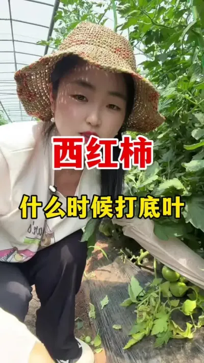 ����������ʲôʱ�����ȴ��Ҷ�� #������ݪֲ #������ݪֲ����