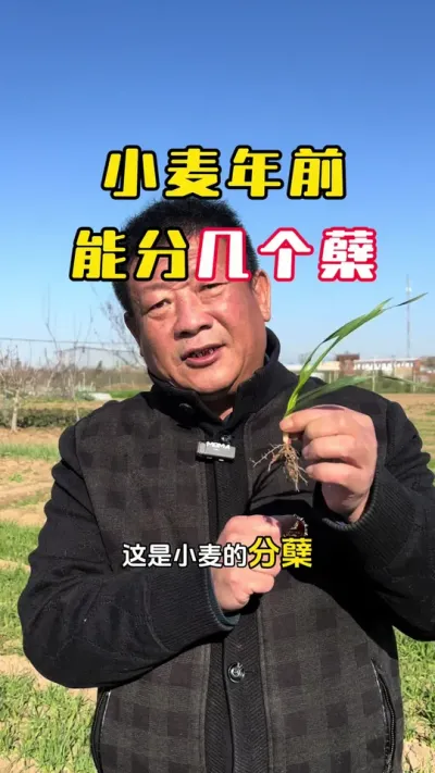 С����ǰ�ּܷ�����#С�� #С��߲�#С��߲�ݪֲ#С��߲�����#ë��������߲�����