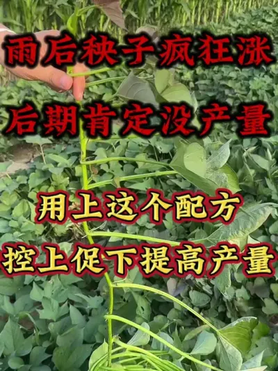 �������Ӳ�ⱳ�������һ��û����#����ݪֲ #�����߲� #�����߲�ݪֲ #����ݪֲ����