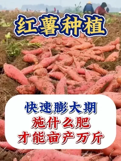 �����������ʲô�� #����ݪֲ #����ݪֲ���� #�����߲� #�����߲�ݪֲ #ũҵݪֲ