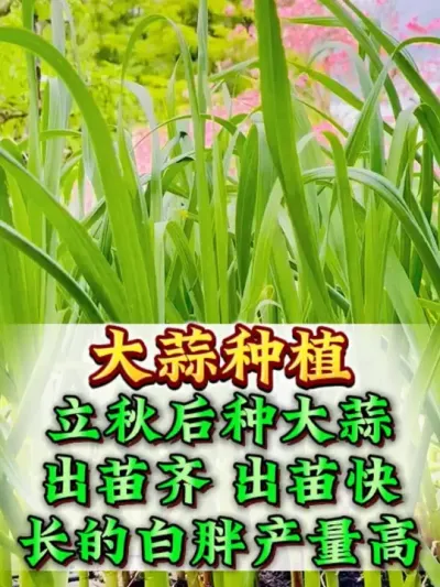 ���������ʲô #����ݪֲ #����ݪֲ���� #����߲� #����߲�ݪֲ #ũҵݪֲ