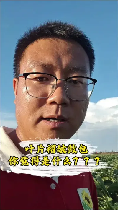 ���տ�ҶƬ����İ���Ϊʲô������#�����