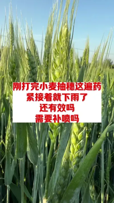 刚打完药，就下雨，还需要补喷吗？ #高产小麦管理技术 #每天分享农业知识帮农民增产增收 #关注我每天分享农业植保知识 #亿亩丰农业