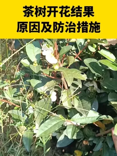 �����������ԭ�򼰷��δ�ʩ#����