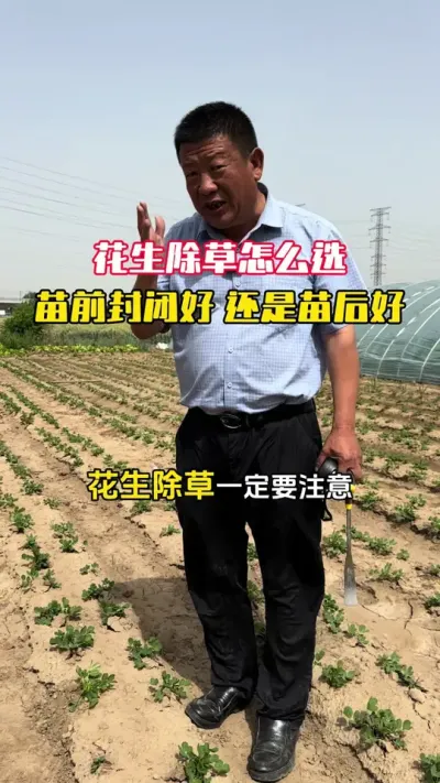 花生除草怎么选，封闭好还是苗后好#花生种植 #花生高产 #花生管理 #花生高产全程模式化管理 #毛国富大田高产管理