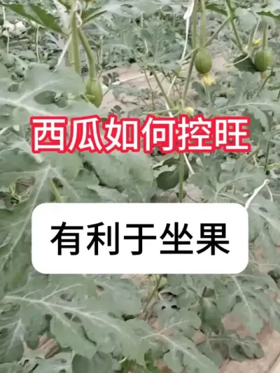 ������ô����Ч����ã����Ͽ����䷽ #ũҵݪֲ #���� #��ũ #��ũ������ #������ũ