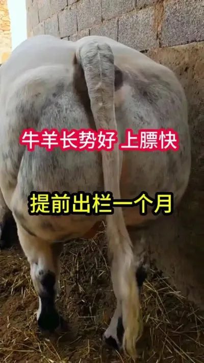 ţ���ƺ��ϱ������ǰһ���³���#����ţ #��������С��ţ #ţ����ֳ #ũ����ţ