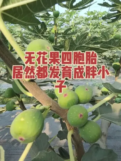 �����������޻����İ�̥�������Ӳ�#�����޻���ݪֲרҵ������ #�޻�������