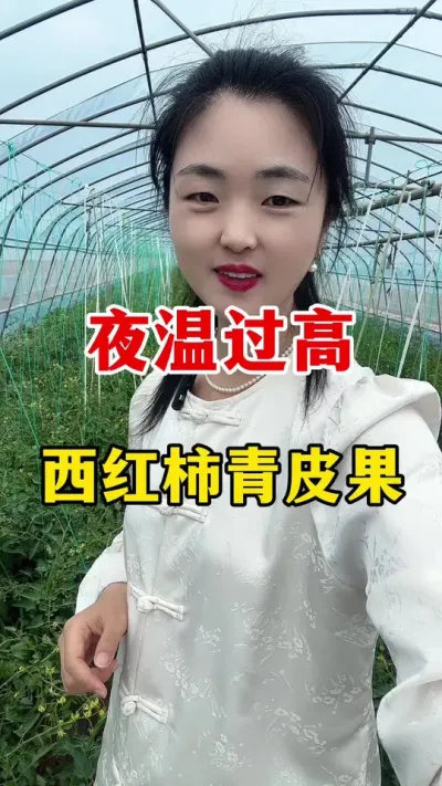 夜温高了一定要注意，会影响果实转色#番茄种植 #西红柿种植技术