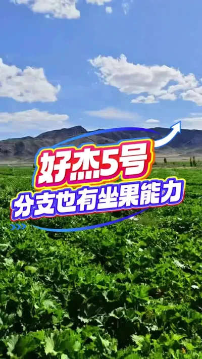 ����׳������������ǿ#�����