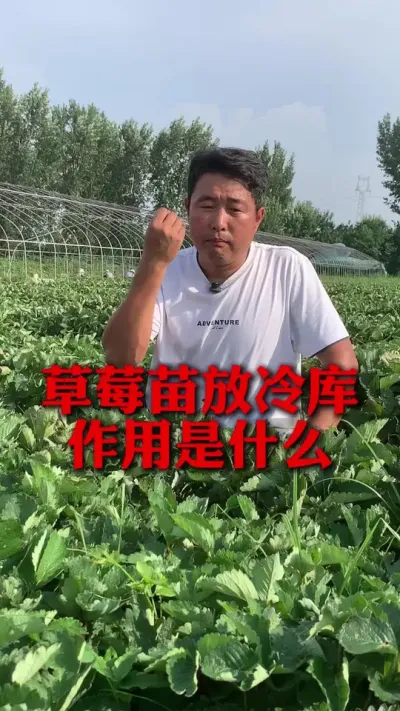 ��ݮ������������ʲô#��ݮݪֲ #��ݮݪֲ���� #��ݮ���� #����ũҵ֪ʶ��ũ���������� #��ũ������