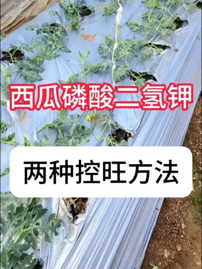 西瓜上怎么用磷酸二氢钾？磷酸二氢钾控旺方法 #西瓜 #农业种植 #三农 #抖音助农 #增产增收才是硬道理