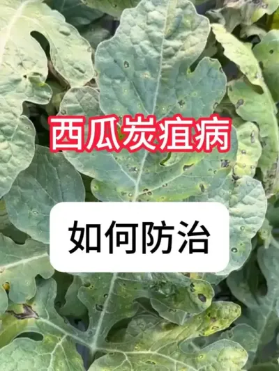 西瓜炭疽病怎么治？ #西瓜 #病虫害防治 #农业知识 #三农 #抖音助农
