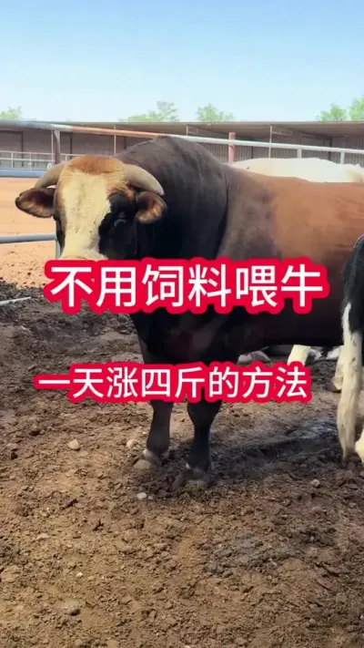 ����ţһ�����Ľ��Ҫ������ţ��Ҫ�м�#����ţ #��ţ�� #��ţ���� #��ţ