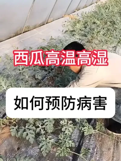 高温天用什么药防病虫害？ #农业种植 #西瓜 #病虫害防治 #抖音助农 #三农