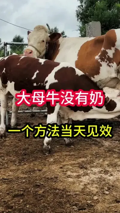 ��ĸţû������һ��Ҫ�쵱����Ч#ĸţ #����ĸţ #������������ĸţ