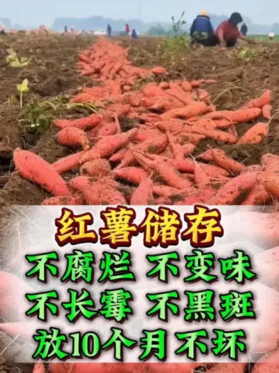 �������ʺܼ��� #���� #����ݪֲ #�������� #�������� #��������Ҫ��