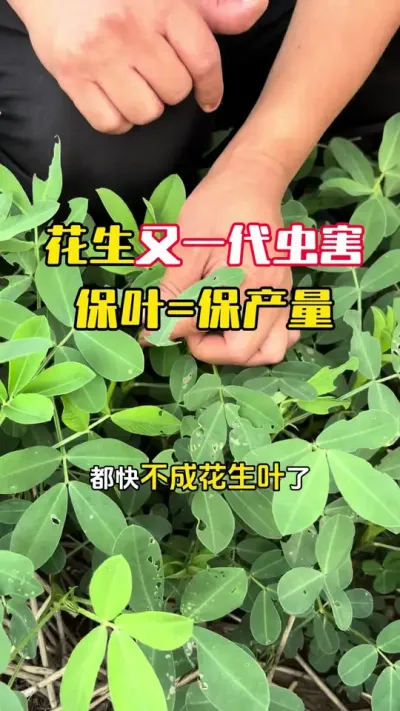 ������һ��������������סҶ�Ӽ��Ǳ�����#����ݪֲ #����ݪֲ�������� #�����߲� #�������� #ë��������߲�����