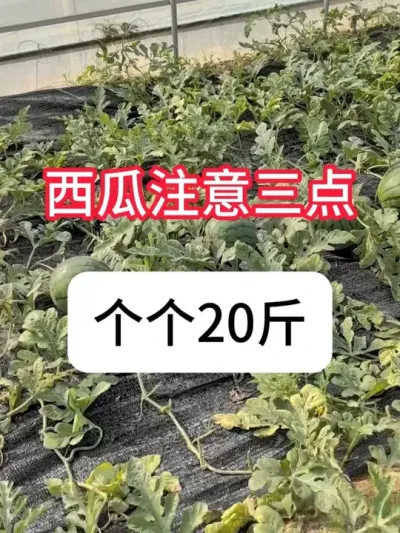 ݪֲҪעļ עϸ20#ũݪֲ #ũ֧ũ #ʩ #ݪֲ #ղӲԭ