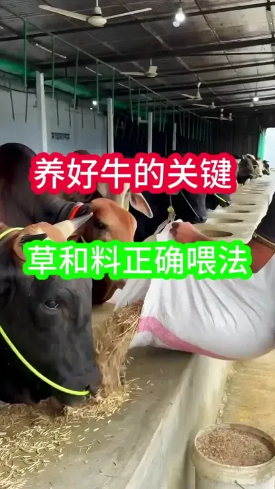 ����ţ��Ҫ���������ݺ��ϵ�׼ȷι��#��ţ #��ţ���� #ũ����ţ #��ũ