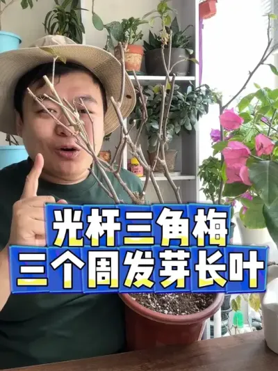 光杆三角梅，三个周发新芽长新叶了。 #养花 #养花小知识 #花卉 #花卉绿植 #盆栽
