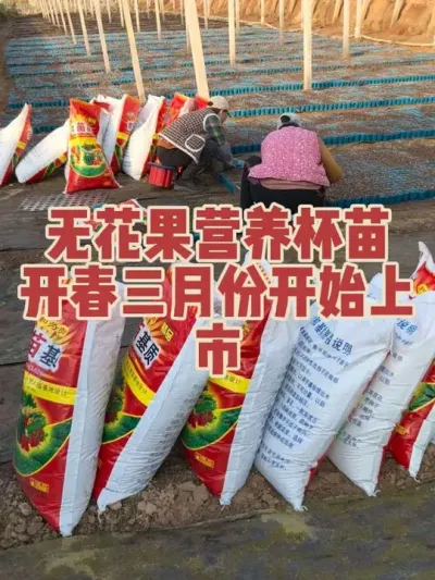 лл������٭�����κ�֧�����޻�������������ѽ���β����Ӫ�����翪�����·����ȹ�Ӧ�г�#�����޻���ݪֲרҵ������ #�޻�������