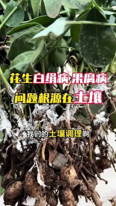 �����׾��������ȪԴ����������#����ݪֲ #����ݪֲ�������� #�����߲� #�������� #ë��������߲�����