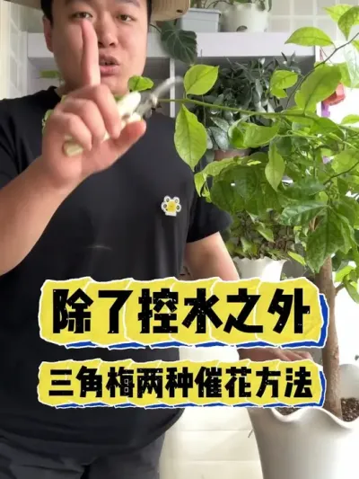 ���˿�ˮ֮��������÷������Ҫ��Ҳ�ܱ����� #���� #���� #���� #������ֲ #����÷