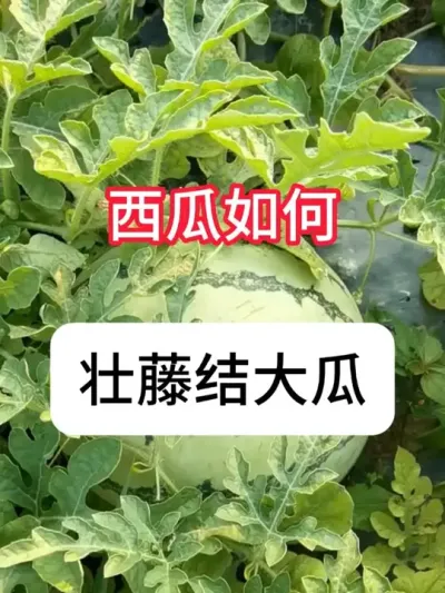 ��������׳�ٽ����� ���ϸ߲�ݪֲ�ƻ�#ݪֲС���� #��ũ #���� #ũҵ #�������ղ���Ӳԭ��