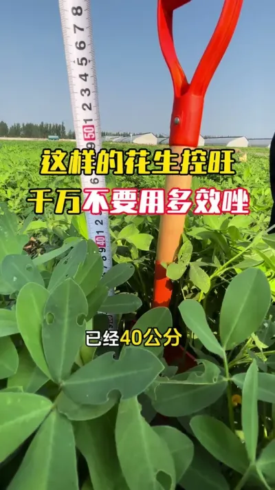 �����Ļ�������������Ҫ�ö�Ч���ϩЧ��#����ݪֲ#�������� #�����߲� #�����߲�ݪֲ #ë��������߲�����