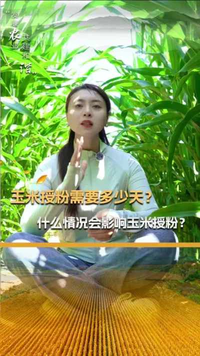 �����ڷ���Ҫ��������ʲô���λ�Ӱ�������ڷ���#��ũ #����ݪֲ #����ݪֲ���� #�������� #������ũ��