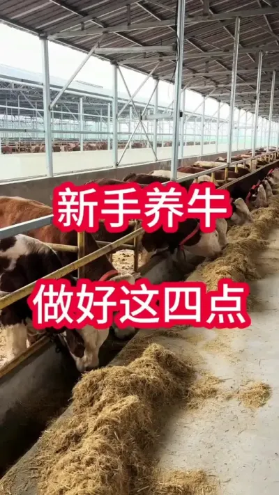 ������ţ�������ĵ�#��ţ #��ţ�� #��ţ���� #��ֳ